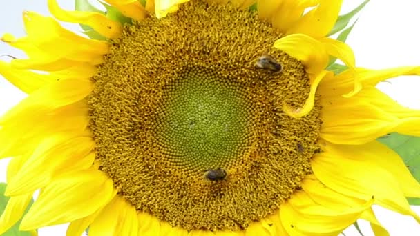 macro of sunflower bloom and bumblebee bee collect pollen - Footage, Video