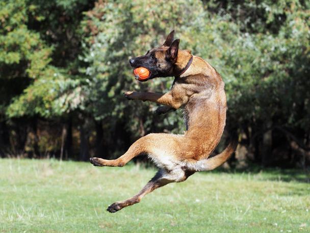 Młody Owczarek belgijski ryzykownie gra w piłkę - Zdjęcie, obraz