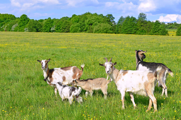 Cabras en el pasto de la granja ecológica - Foto, Imagen