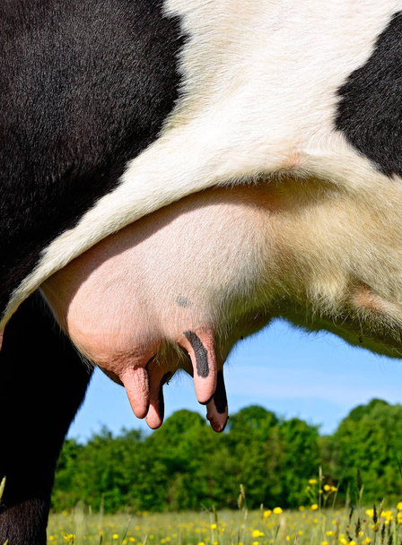 Вымя молодой коровы, крупным планом - Фото, изображение