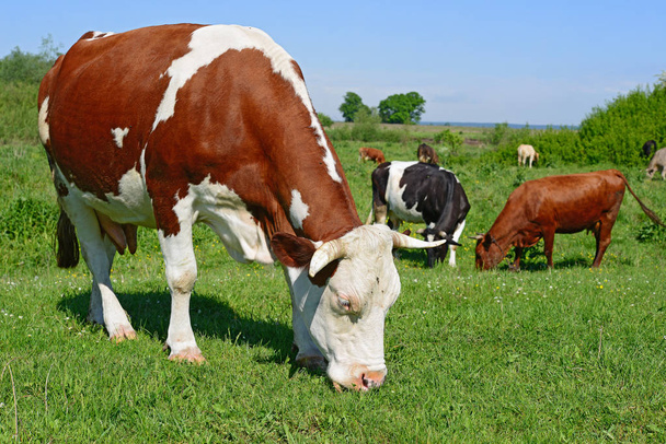 cows on a rural pasture in sunny day - Photo, Image