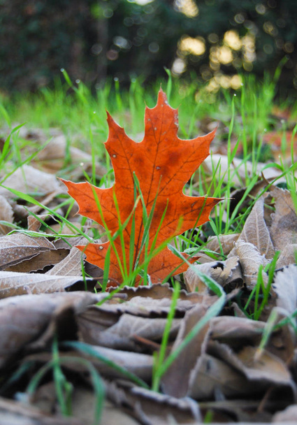 Close-up de folhas diferentes e marrons na grama verde durante a geada da manhã
 - Foto, Imagem