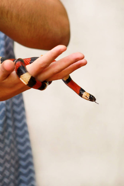Chlapec s hady. Muž drží v ruce plaz mléka snake Lampropeltis triangulum Arizona druh hada. Exotické tropické chladnokrevný zvířata, zoo. Zvířata doma hady. Jedovaté a non jedovatý had. - Fotografie, Obrázek