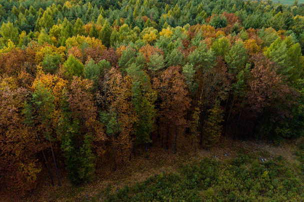vista elevada del denso bosque otoñal
 - Foto, Imagen