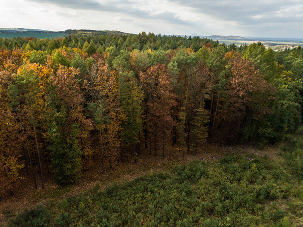 emelt szintű nézet sűrű őszi erdő - Fotó, kép