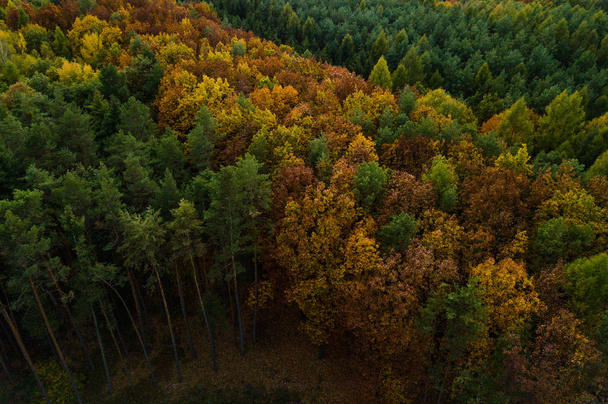 vista elevada del denso bosque otoñal
 - Foto, imagen
