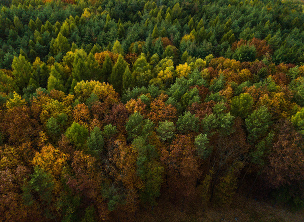 verhoogde uitzicht op dichte herfst bos - Foto, afbeelding
