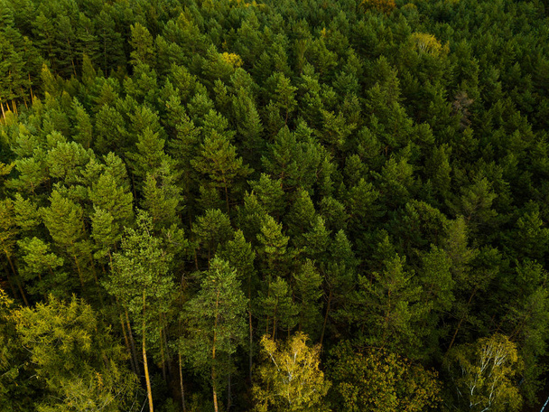 鬱蒼とした緑の森の立面図 - 写真・画像