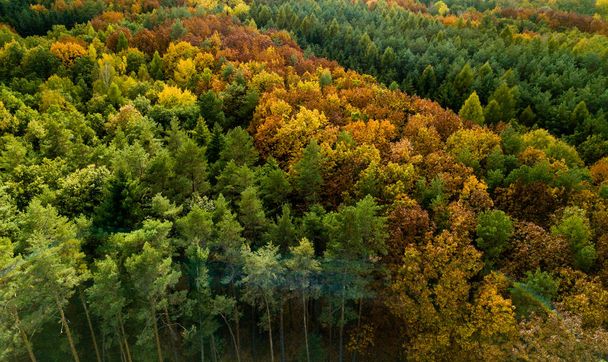 elevated view of dense autumn forest - Photo, Image