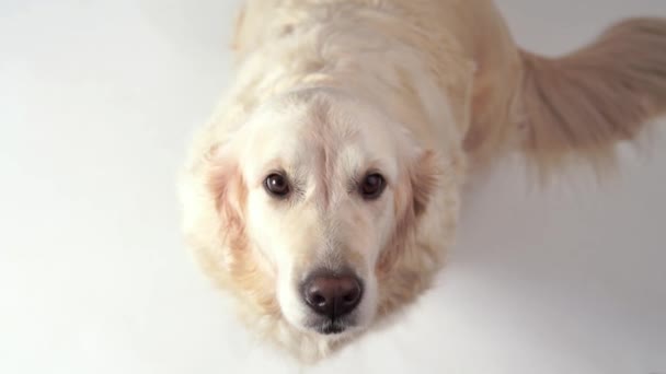 cute dog - portrait of a beautiful golden retriever on white background - Кадры, видео