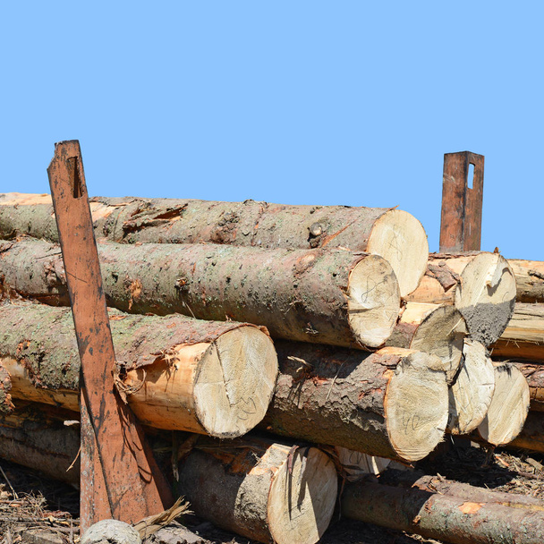 background of stacked firewood, closeup  - Foto, Imagem