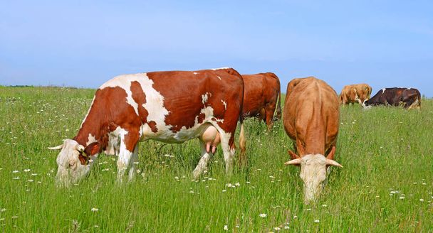 αγελάδες σε αγροτικό βοσκοτόπι την ηλιόλουστη μέρα - Φωτογραφία, εικόνα