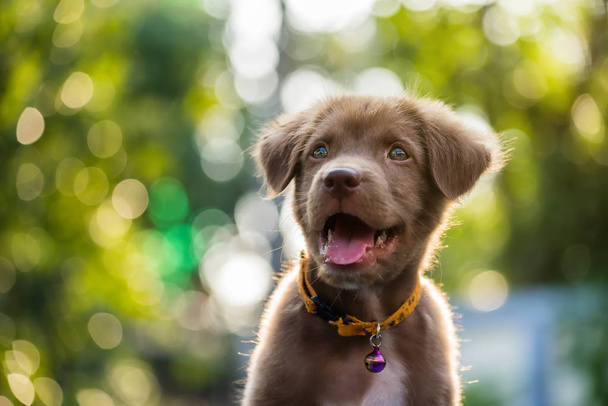 Portrait of happy cute Brown labrador retriever puppy dog smile against natural sunset foliage bokeh background and copy space for text. Animal in spring park. - Photo, Image