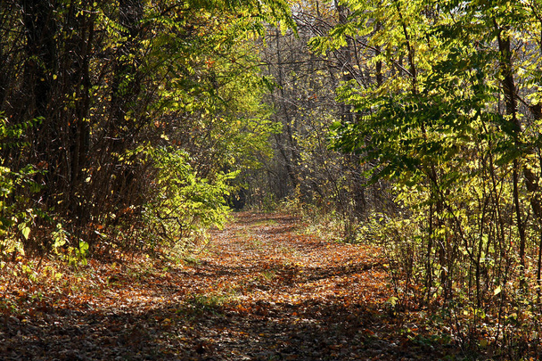 Un pintoresco sendero forestal en un hermoso clima otoñal
 - Foto, imagen