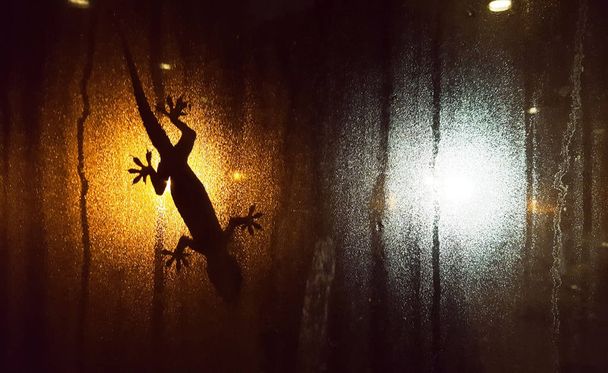 Silhueta de lagarto na janela Janela embaçada à noite contra as luzes de rua brancas e alaranjadas no fundo
 - Foto, Imagem