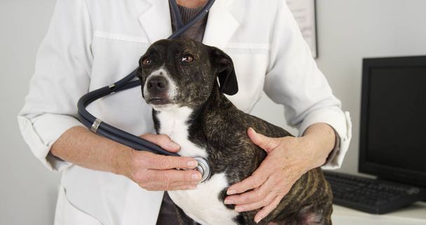 Closeup των χαριτωμένος σκύλος που εξετάζονται από κτηνίατρο θηλυκό - Φωτογραφία, εικόνα