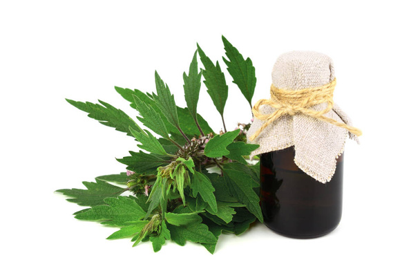 Motherwort Herb Plant Tea Extract or Tincture in a Medicinal Bottle. Isolated on White Background. Also Leonurus Cardiaca, Throw-Wort, Lion's Ear or Tail. - Photo, Image
