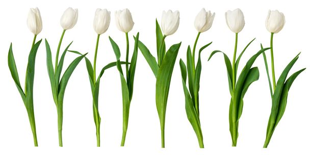 Tulipes blanches
 - Photo, image