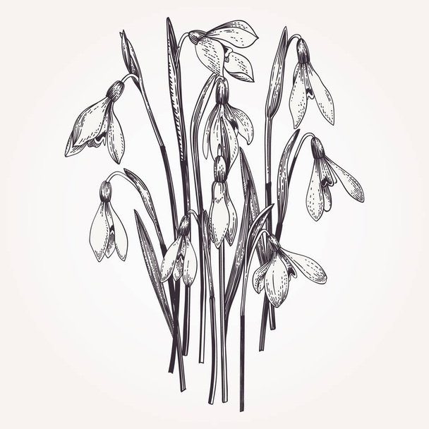 Bouquet of snowdrops. Set. Vintage flowers in engraving style. Vector illustration.  Black and white. - Vector, afbeelding