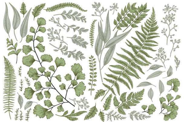 Set with leaves. Botanical illustration. Fern, eucalyptus, boxwood. Vintage floral background. Vector design elements. Isolated.  - ベクター画像