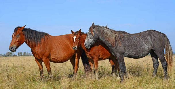 Gyönyörű lovak a legelőn - Fotó, kép