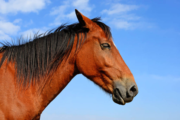 Head of a horse against blue sky. - Fotó, kép