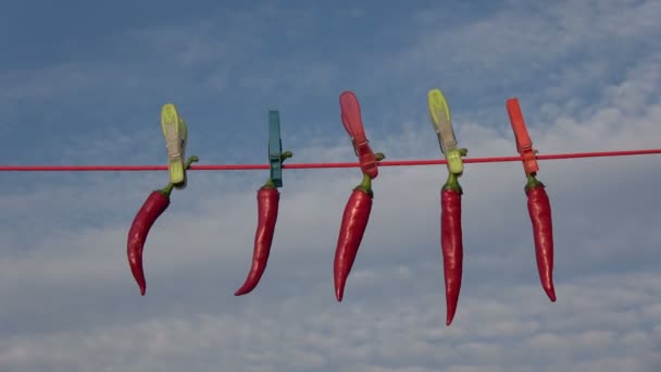 Appendere peperoncino rosso fresco caldo su stringa con clothespins su sfondo cielo - Filmati, video