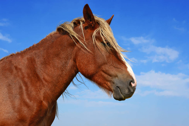 Head of a horse against blue sky. - Photo, Image