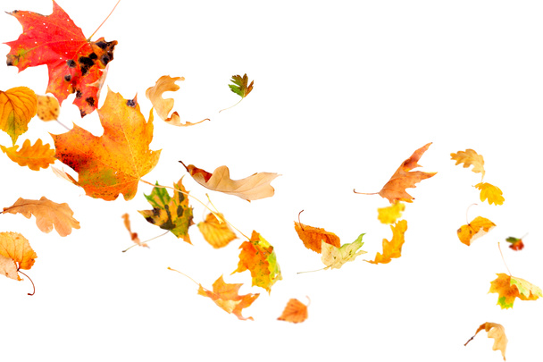 Chute des feuilles d'automne - Photo, image