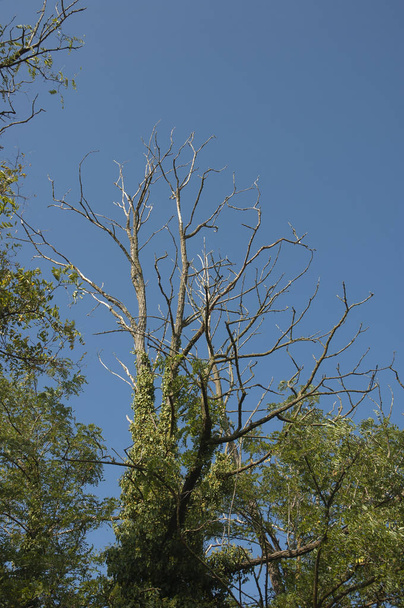 Naked White Branches of a Dead Acacia Against a Deep Blue Sky - 写真・画像