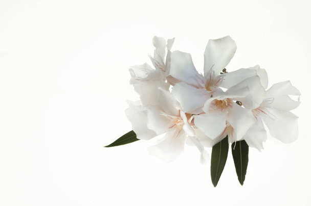 Delicate Soft and Vaguely Transparent Pink Oleanders on a Light Background - Foto, afbeelding