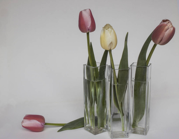 Три стеклянных цветочных вазы с желтым и пурпурным цветом тюльпан
 - Фото, изображение