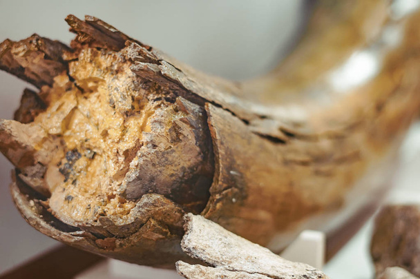 Eski mamut kemik - Fotoğraf, Görsel