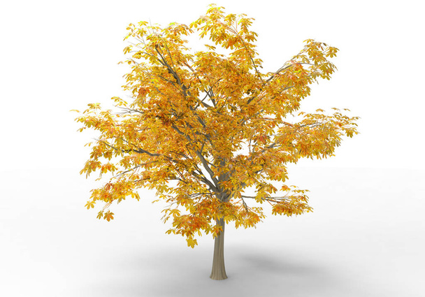 Innenraum 3D-Baum isoliert auf weißem Hintergrund - Foto, Bild