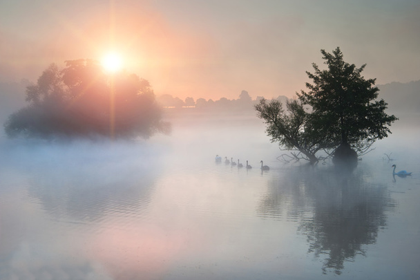 sunri で霧深い霧秋秋の湖を渡って泳ぐ家族白鳥 - 写真・画像