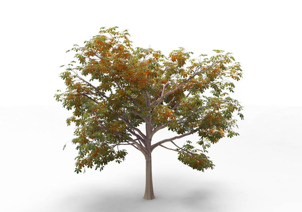 Sisustus 3D puu eristetty valkoisella taustalla
 - Valokuva, kuva