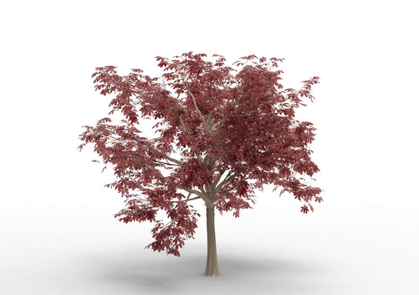 Sisustus 3D puu eristetty valkoisella taustalla
 - Valokuva, kuva