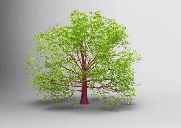 3D δέντρο απομονωθεί σε λευκό φόντο - Φωτογραφία, εικόνα