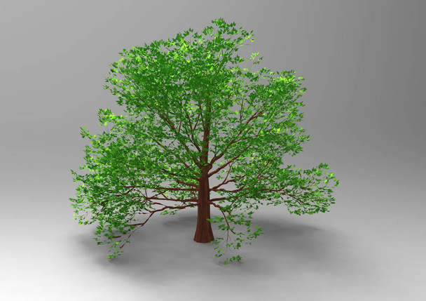  3D дерево изолировано на белом фоне
 - Фото, изображение