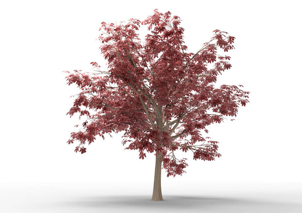 Внутреннее 3D дерево изолировано на белом фоне
 - Фото, изображение