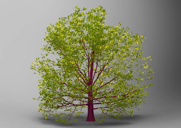  3D Tree isolated on a white background - Photo, Image