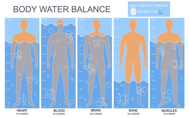 Cartoon Body and Water Chart Infographics Card Poster. Vector - Vetor, Imagem