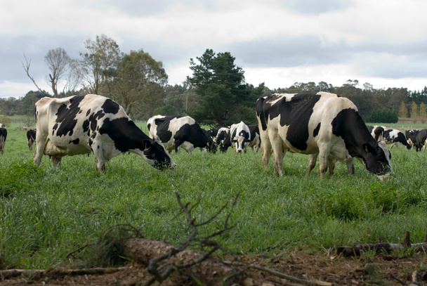 vacas friesianas holandesas
 - Foto, Imagem