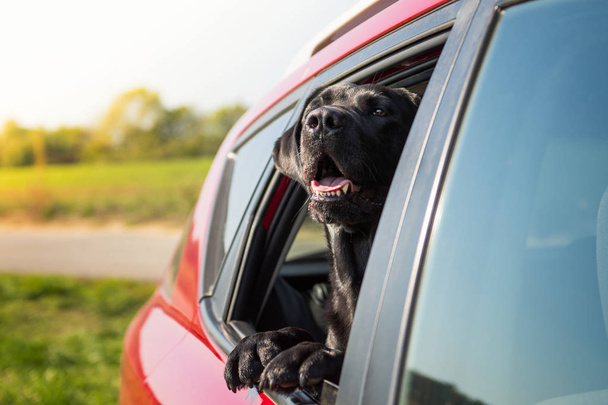 Μαύρο σκυλί κάθεται στο αυτοκίνητο και φαίνεται από το παράθυρο. - Φωτογραφία, εικόνα