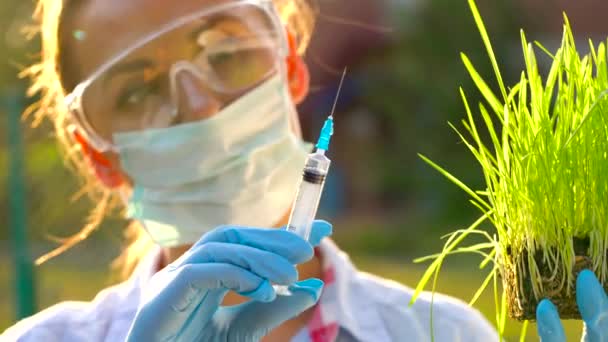 Donna scienziata in occhiali e una maschera esamina un campione di terreno e piante
 - Filmati, video