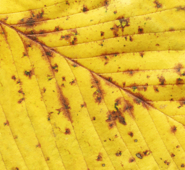 Grunge jesienią żółte tło. Złoty liść tła. Tekstura upadek liść. Żółty liść roślina tekstura - Zdjęcie, obraz