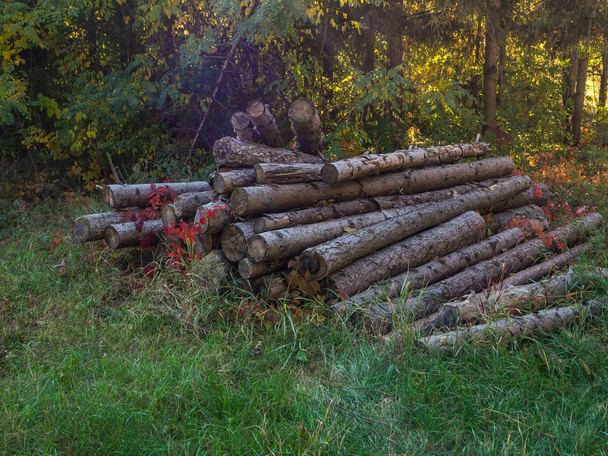Les troncs de pin se trouvent dans une clairière. Récolte du bois, abattage des arbres
. - Photo, image
