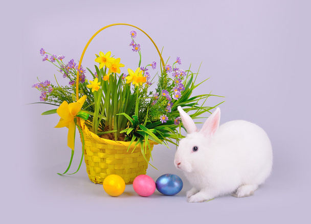 Coelho branco, cesta com flores e ovos coloridos
 - Foto, Imagem