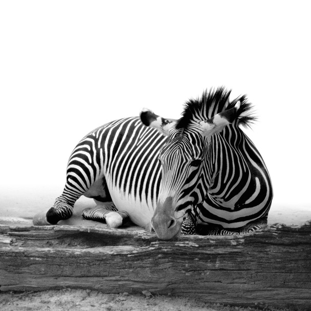 Zebra - Fotografie, Obrázek