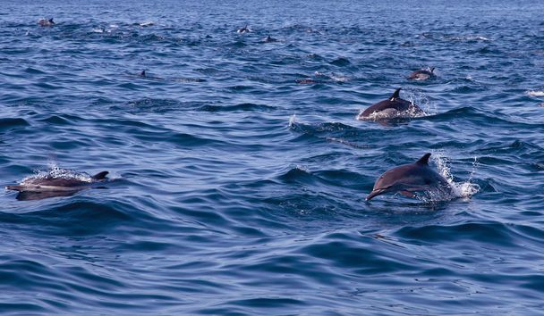 Common Dolphin Pod of Guadalupe Island - Photo, Image